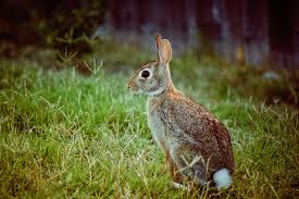 Cottontail
